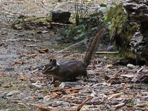 Redwood Chipmunk
