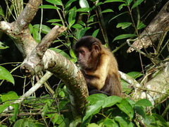 Guianan Brown Capuchin photo 5