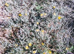 Cistus lasianthus alyssoides