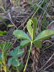 Potentilla chrysantha