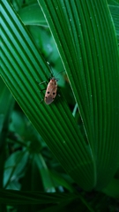 Physopelta quadriguttata