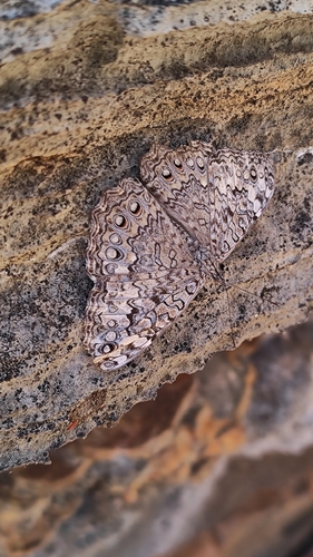 Gray Cracker