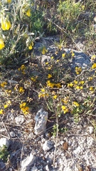 Genista albida