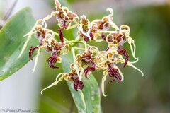 Dendrobium spectabile