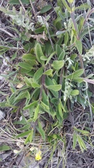 Stachys atherocalyx