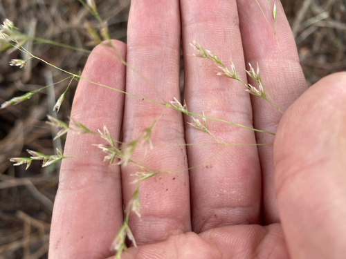 Deschampsia nubigena observed 2026-07-20