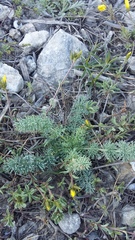 Seseli dichotomum