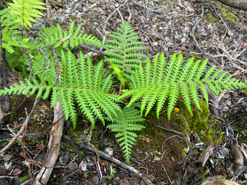 Sadleria pallida observed 2026-07-20