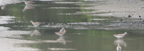 iNaturalist image