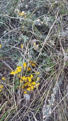 Genista albida