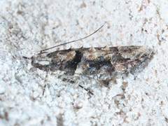 Telphusa perspicua