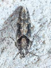 Telphusa perspicua