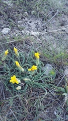 Takhtajaniantha crispa