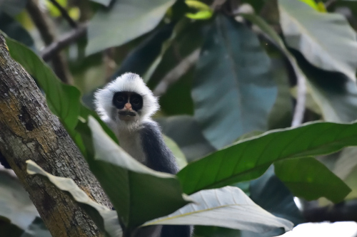 Bornean Grey Langur (Presbytis hosei) — Vulnerable Mammalia