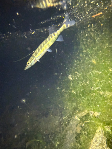 Chain Pickerel