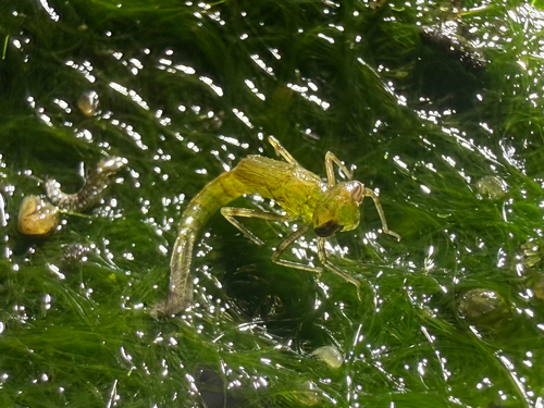 Damselflies