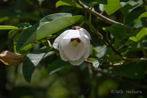 Magnolia globosa