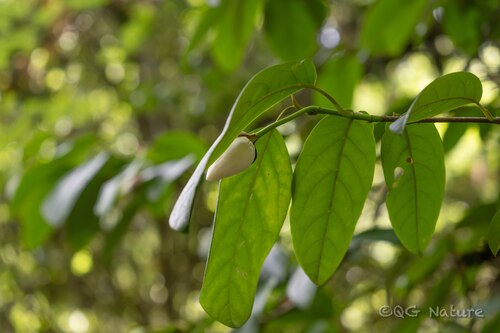 Magnolia globosa, photograph 1