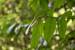 Magnolia globosa, photograph (c) Wang.QG, some rights reserved (CC BY)