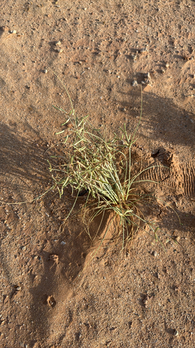 Cyperus conglomeratus observed 2026-07-21
