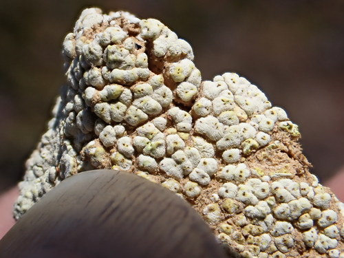 Soil Paint Lichen