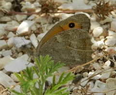 Hyponephele lupinus