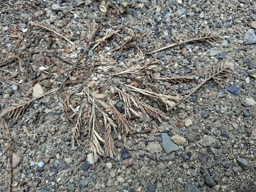 Sclerochloa dura, 2026-07-16