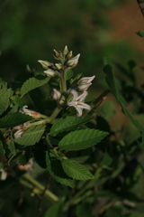 Cynanchum rostellatum