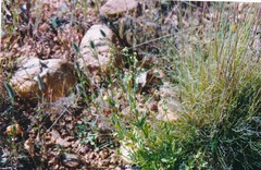 Trifolium angustifolium