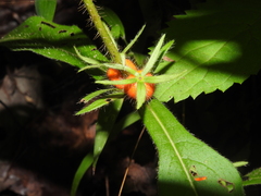 Triosteum angustifolium