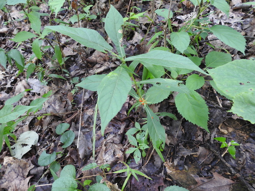Triosteum angustifolium, photograph 1