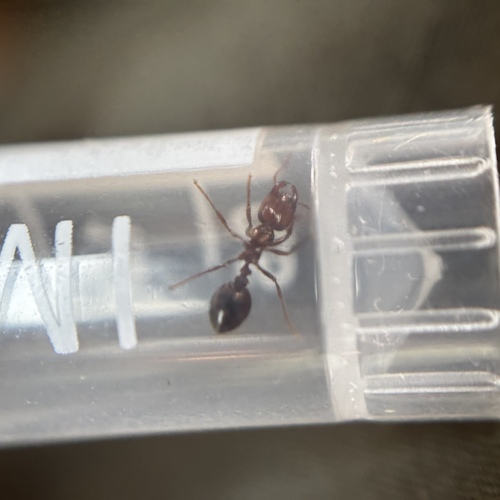 Red Imported Fire Ant