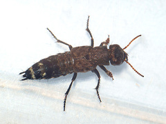 Ontholestes murinus