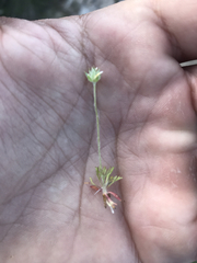 Ceratocephala testiculata