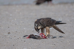 Falco peregrinus