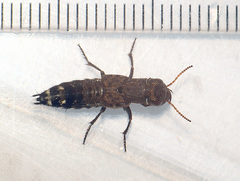 Ontholestes murinus