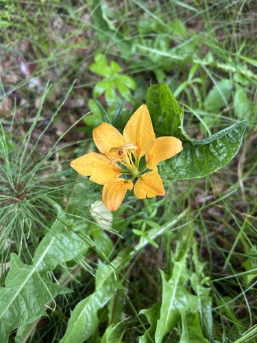 Wood Lily