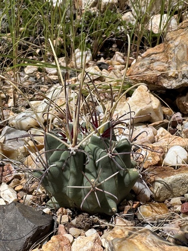 Chihuahuan fishhook cactus