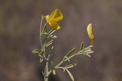 Lotononis viborgioides