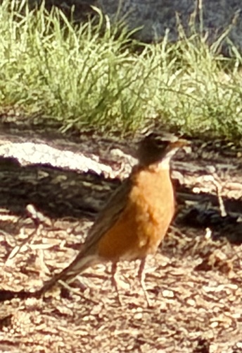 iNaturalist observation photo of American Robin