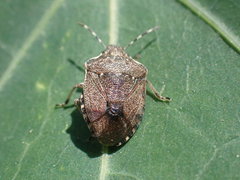 Holcostethus albipes