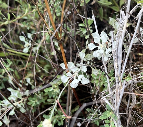 Tall Buckwheat