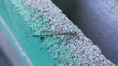Acanthagrion quadratum