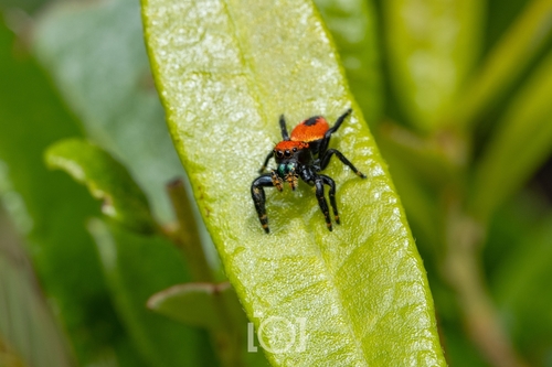 Apache Jumping Spider photo 5