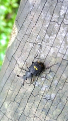 Paratrichius diversicolor