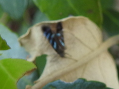 Strobisia proserpinella