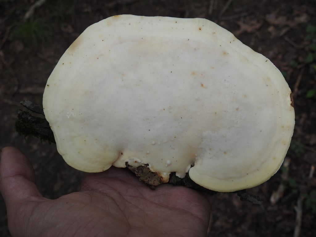 Trametes aesculi · July 2026 · photo: Photo: no rights reserved · iNaturalist