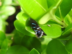 Strobisia proserpinella