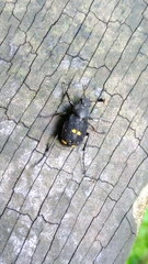 Paratrichius diversicolor