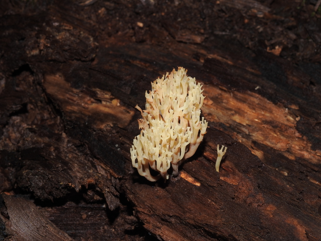 crown-tipped coral fungus · July 2026 · photo: Photo: no rights reserved · iNaturalist